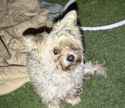 Found/Stray Unknown Dog last seen Palm & clinton, Fresno, CA 93704