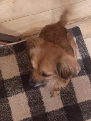 Lost Female Dog last seen Edwards and us1, Fort Pierce, FL 34982