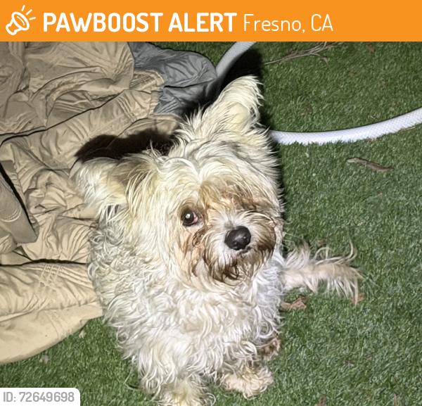 Found/Stray Unknown Dog last seen Palm & clinton, Fresno, CA 93704