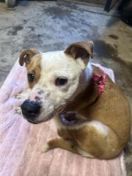 Found/Stray Male Dog last seen Puckett rd & seminary rd, Kansas City, KS 66103