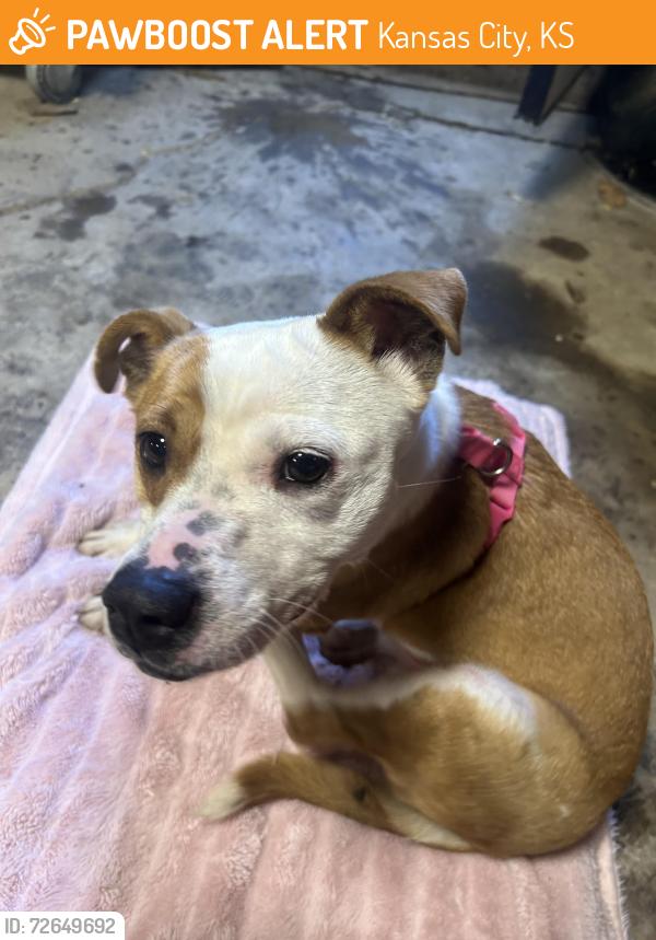 Found/Stray Male Dog last seen Puckett rd & seminary rd, Kansas City, KS 66103