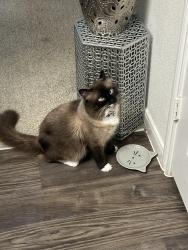 Lost Male Cat last seen Sonata ests/Mozart/Choppin//Graham st, Waxahachie, TX 75165
