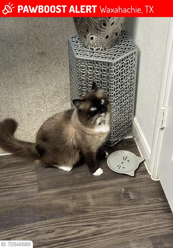 Lost Male Cat last seen Sonata ests/Mozart/Choppin//Graham st, Waxahachie, TX 75165