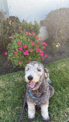 Lost Male Dog last seen Manchester & Crenshaw by the Fatburger , Inglewood, CA 90305