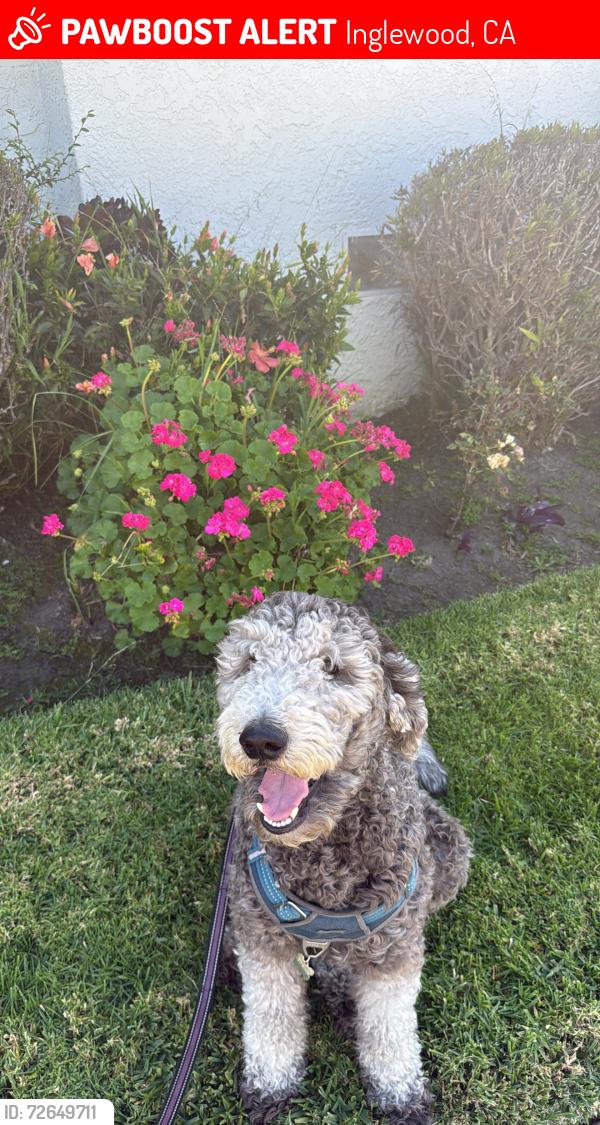 Lost Male Dog last seen Manchester & Crenshaw by the Fatburger , Inglewood, CA 90305