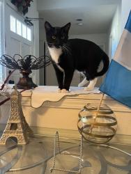 Lost Male Cat last seen Surrounding neighborhoods next to Wingstop on amethyst and bear valley , Victorville, CA 92392
