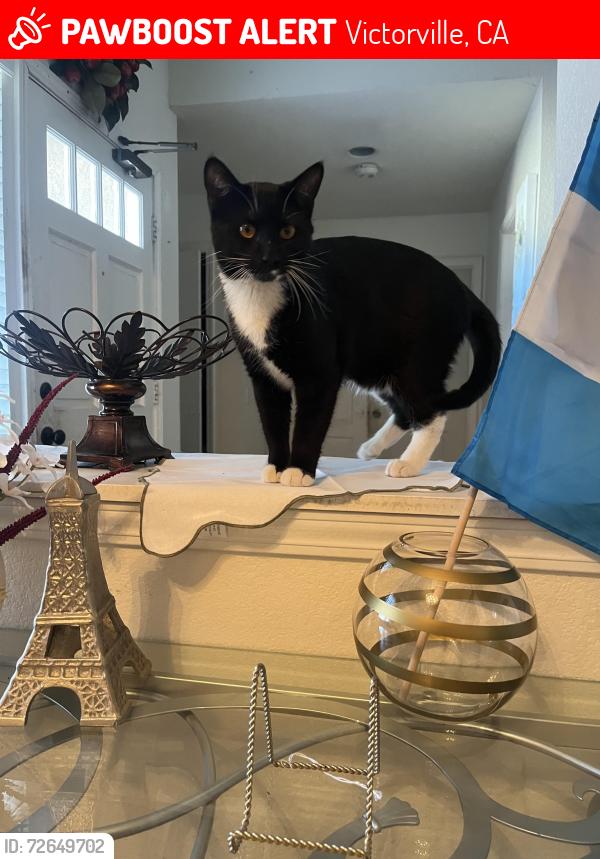 Lost Male Cat last seen Surrounding neighborhoods next to Wingstop on amethyst and bear valley , Victorville, CA 92392