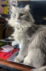 Lost Female Cat last seen Peterson's Pl, Aurora, CO 80018, Aurora, CO 80018