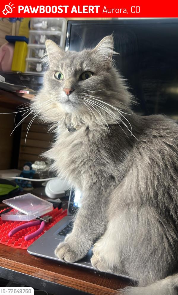 Lost Female Cat last seen Peterson's Pl, Aurora, CO 80018, Aurora, CO 80018