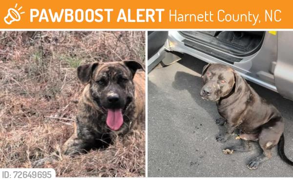 Found/Stray Male Dog last seen Harnett County, Harnett County, NC 27546