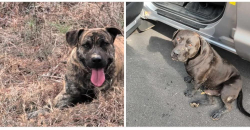 Found/Stray Male Dog last seen Harnett County, Harnett County, NC 27546