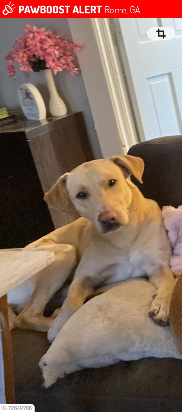 Lost Male Dog last seen Wilkerson Rd, Rome, GA 30165