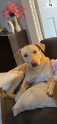 Lost Male Dog last seen Wilkerson Rd, Rome, GA 30165