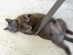 Lost Female Cat last seen Sw Moselle + Sw Mountwell, Port St. Lucie, FL 34984
