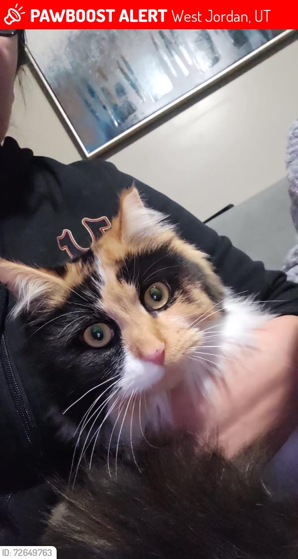 Lost Female Cat last seen Transverse street. , West Jordan, UT 84084