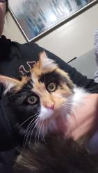 Lost Female Cat last seen Transverse street. , West Jordan, UT 84084