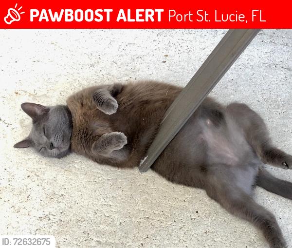 Lost Female Cat last seen Sw Moselle + Sw Mountwell, Port St. Lucie, FL 34984