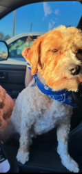 Lost Male Dog last seen Brookside Rd & McHard , Brookside Village, TX 77581