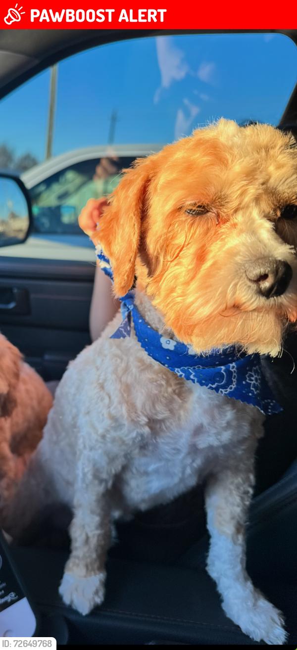 Lost Male Dog last seen Brookside Rd & McHard , Brookside Village, TX 77581