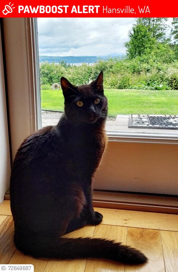 Lost Male Cat last seen Vista Key Rd. Driftwood Key, Hansville,,WA, Hansville, WA 98340