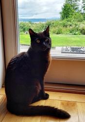 Lost Male Cat last seen Vista Key Rd. Driftwood Key, Hansville,,WA, Hansville, WA 98340