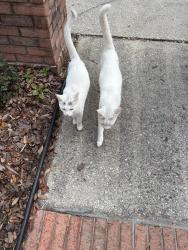 Found/Stray Unknown Cat last seen Orange Park Country Club, Orange Park, FL 32073