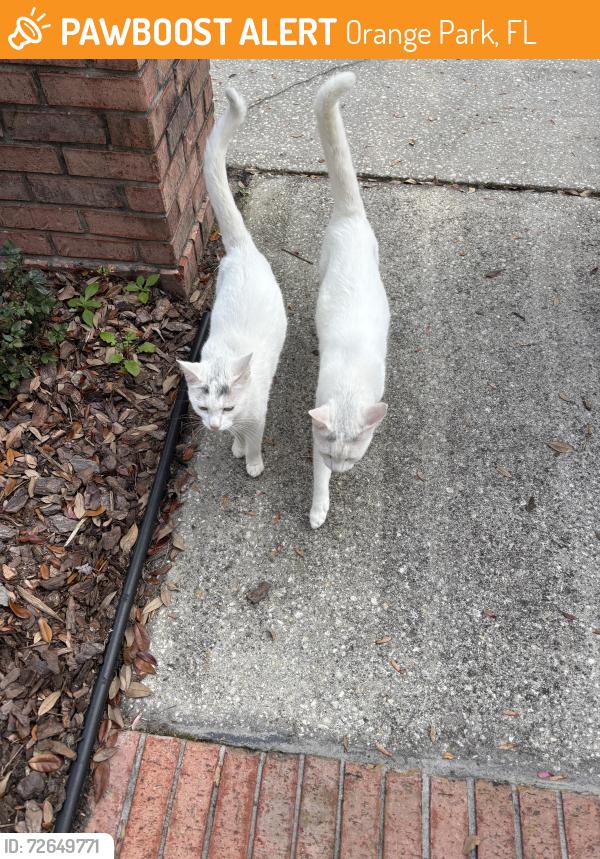 Found/Stray Unknown Cat last seen Orange Park Country Club, Orange Park, FL 32073