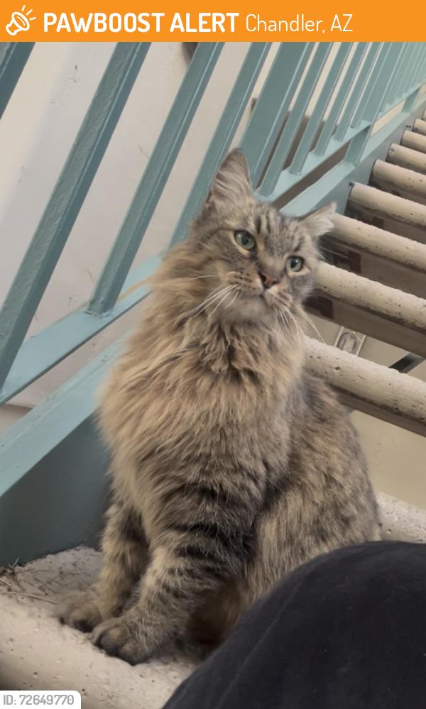 Found/Stray Unknown Cat last seen N Evergreen st and Warner , Chandler, AZ 85224