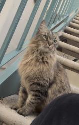 Found/Stray Unknown Cat last seen N Evergreen st and Warner , Chandler, AZ 85224