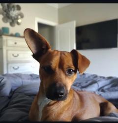 Lost Male Dog last seen Richard Street, South Patterson, Albert Pike by AutoZone , Hot Springs, AR 71913