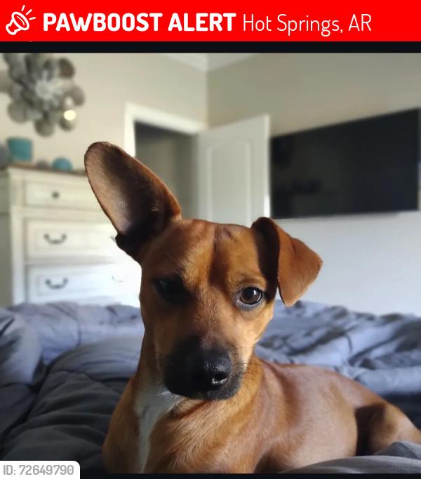 Lost Male Dog last seen Richard Street, South Patterson, Albert Pike by AutoZone , Hot Springs, AR 71913