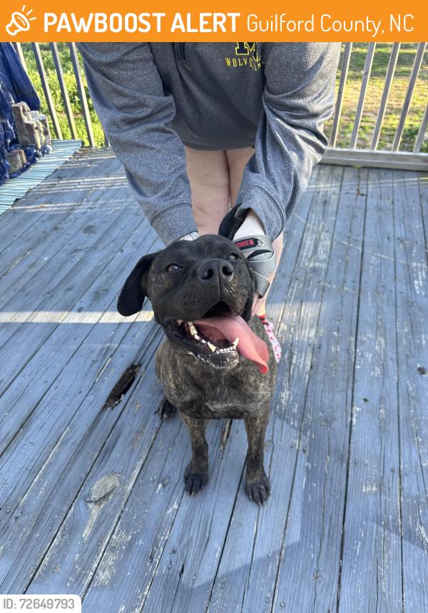 Found/Stray Female Dog last seen Vickrey chapel rd, Guilford County, NC 27282