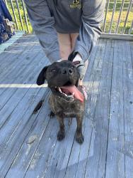 Found/Stray Female Dog last seen Vickrey chapel rd, Guilford County, NC 27282