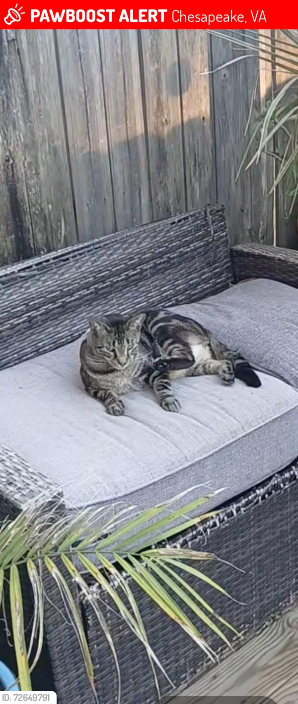 Lost Male Cat last seen Taylor and Bruin Drive, Chesapeake,  Va 23321, Chesapeake, VA 23321