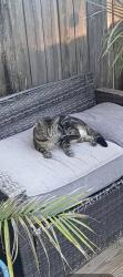Lost Male Cat last seen Taylor and Bruin Drive, Chesapeake,  Va 23321, Chesapeake, VA 23321