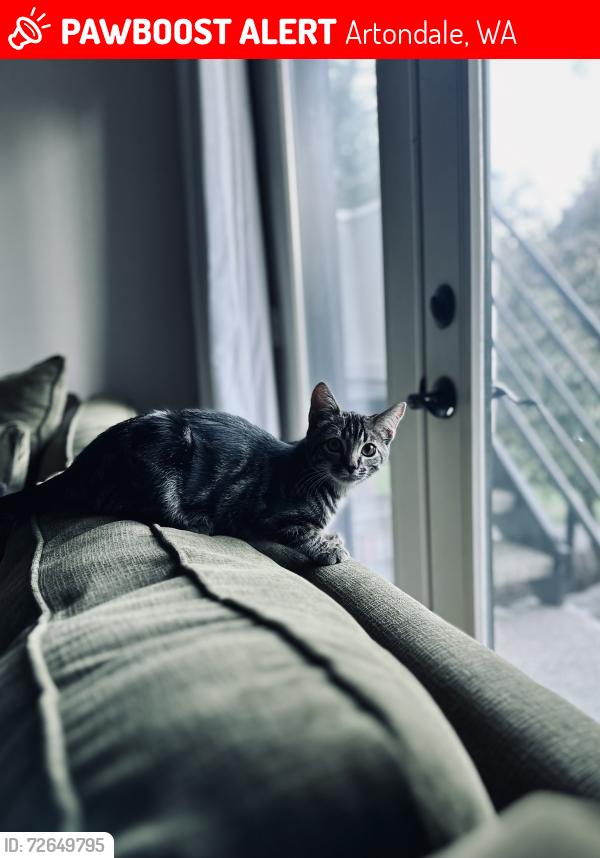 Lost Male Cat last seen 59th St NW, Artondale, WA 98335