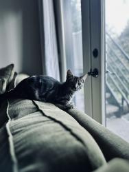 Lost Male Cat last seen 59th St NW, Artondale, WA 98335