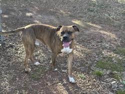 Found/Stray Male Dog last seen South Harper st, Laurens, SC 29360