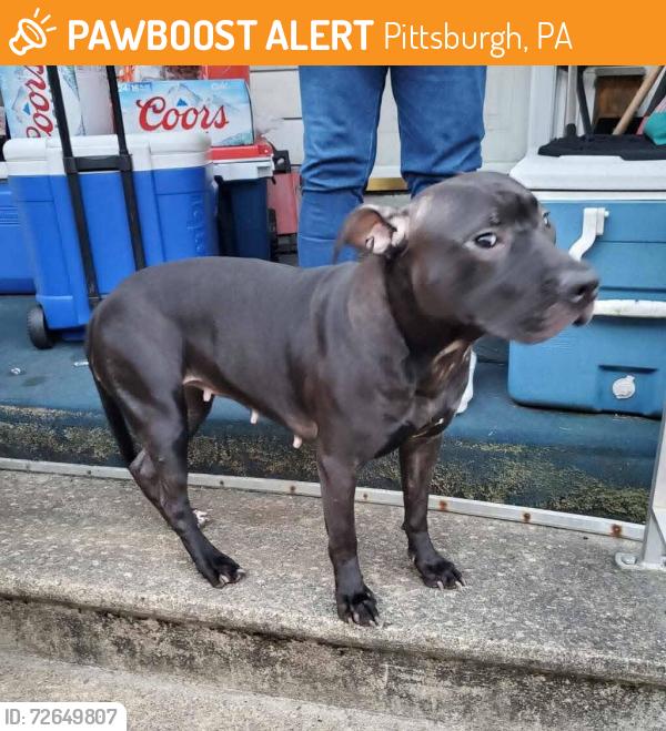 Found/Stray Unknown Dog last seen Pittsburgh pa, Pittsburgh, PA 15212