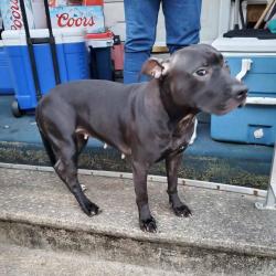 Found/Stray Unknown Dog last seen Pittsburgh pa, Pittsburgh, PA 15212