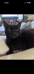 Lost Male Cat last seen Brioso Ct and Cordoba Way, Vista, CA 92081