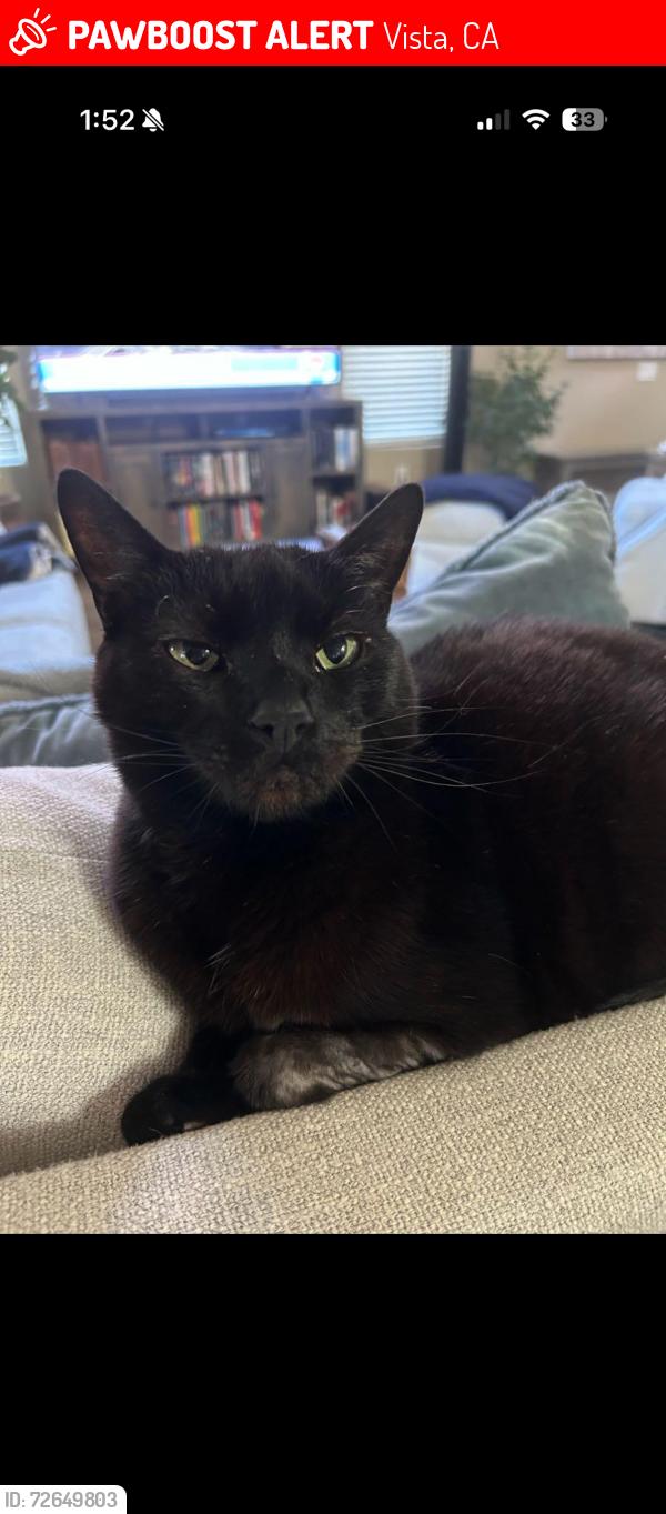 Lost Male Cat last seen Brioso Ct and Cordoba Way, Vista, CA 92081