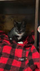 Lost Male Cat last seen Nieman, Switzer, Foxrun apmts , Shawnee, KS 66214
