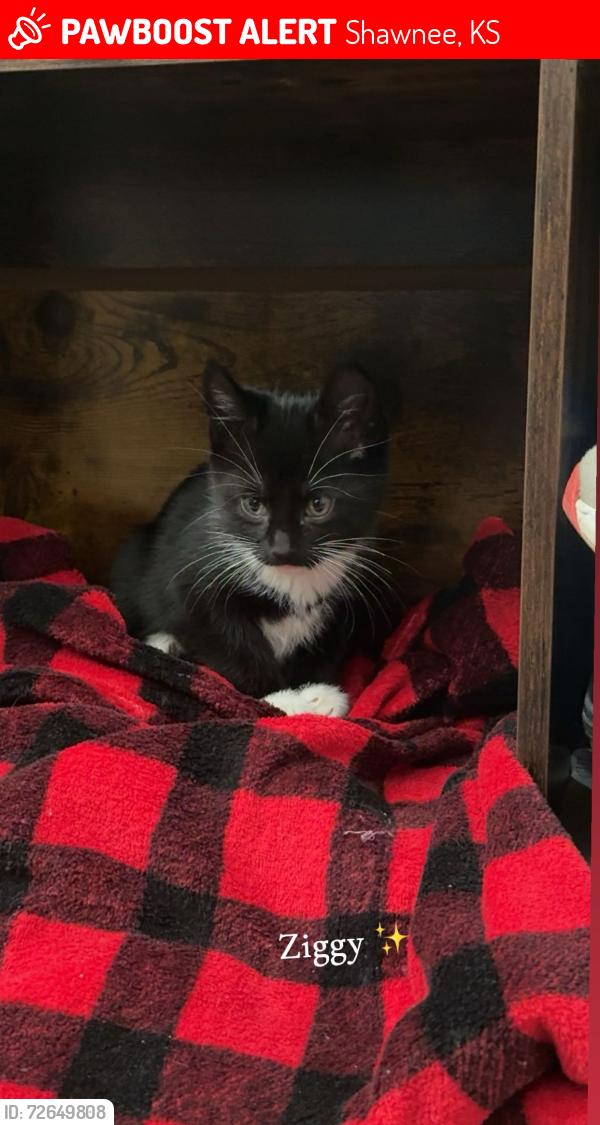 Lost Male Cat last seen Nieman, Switzer, Foxrun apmts , Shawnee, KS 66214