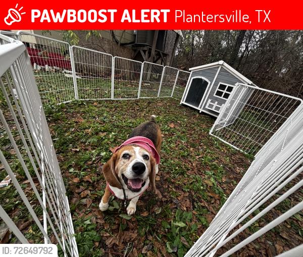 Lost Female Dog last seen Renaissance Festival, Plantersville, TX 77363