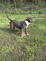 Found/Stray Male Dog last seen Grocery outlet , Summerville, GA 30747