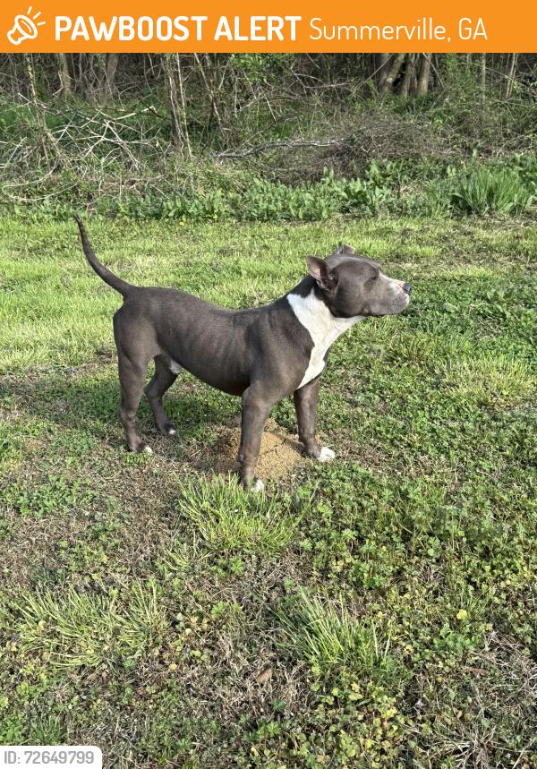 Found/Stray Male Dog last seen Grocery outlet , Summerville, GA 30747