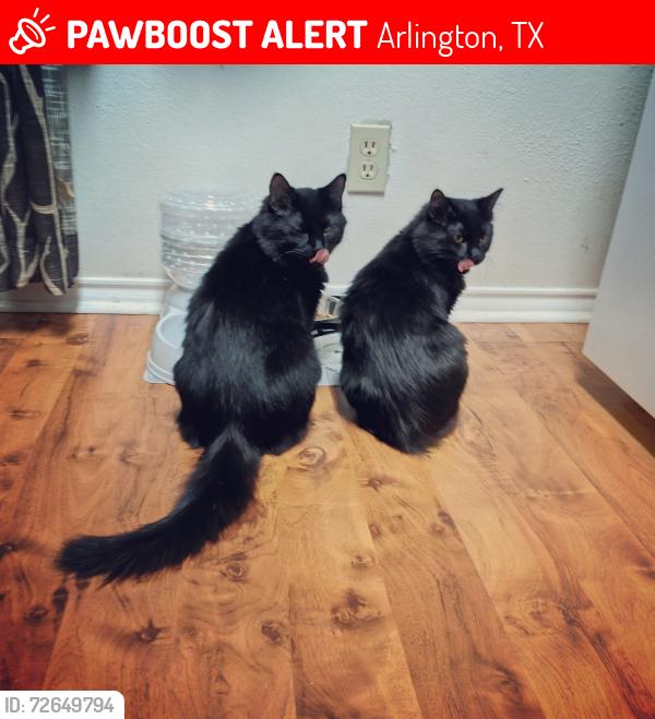 Lost Female Cat last seen Bardin and Collins , Arlington, TX 76018