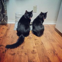 Lost Female Cat last seen Bardin and Collins , Arlington, TX 76018