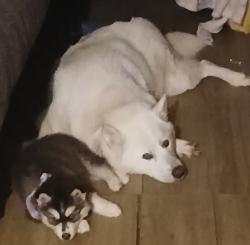 Lost Female Dog last seen Near Sugar Ridge road Masontown pa 15461, Masontown, PA 15461